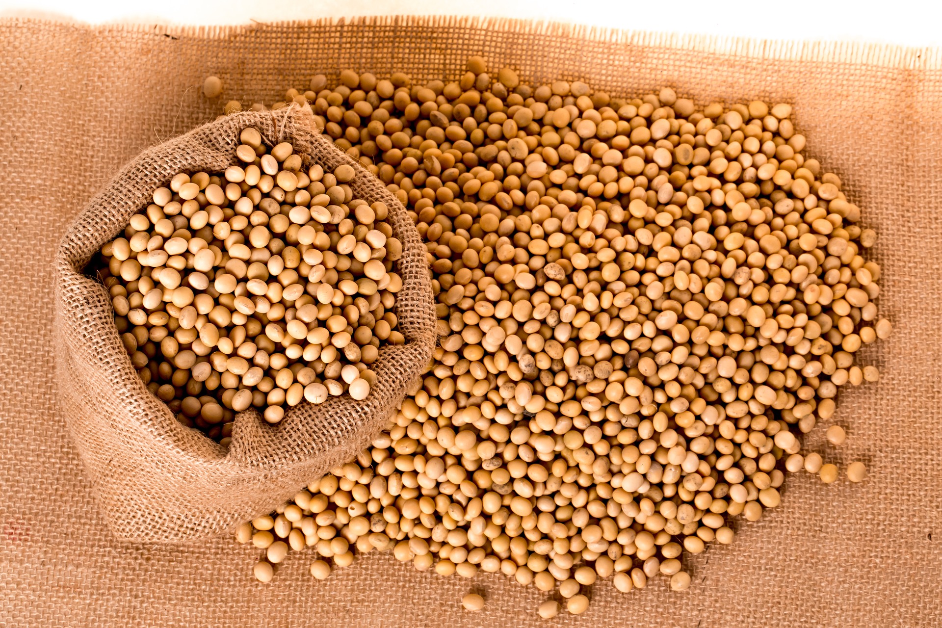 Image result for soybeans