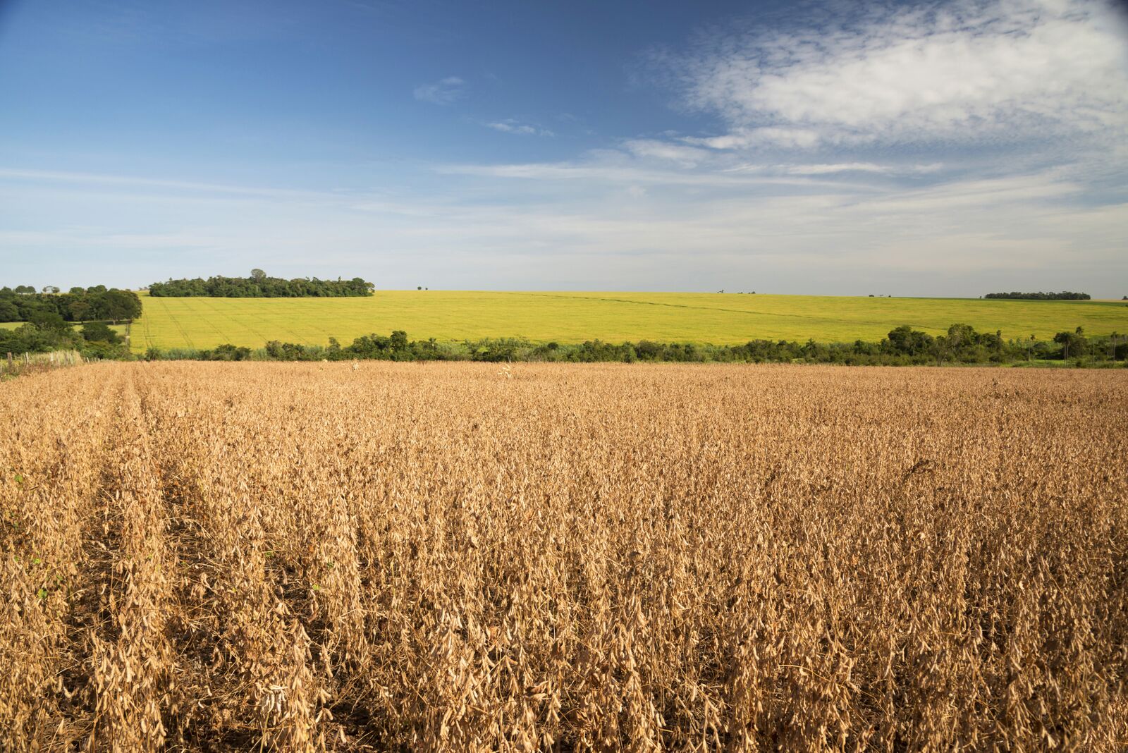 International Day Of Forests - The Consumer Goods Forum