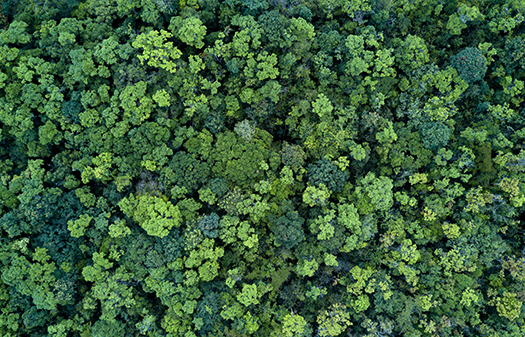 Forest Positive 