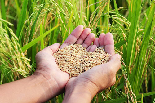 RICE: DFI Retail Group (April 9th 2025)
