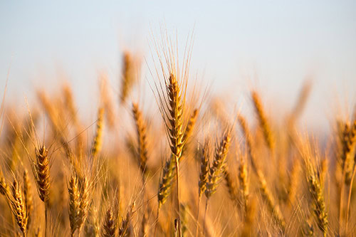 WHEAT: Grupo Bimbo (June 26th 2025) 